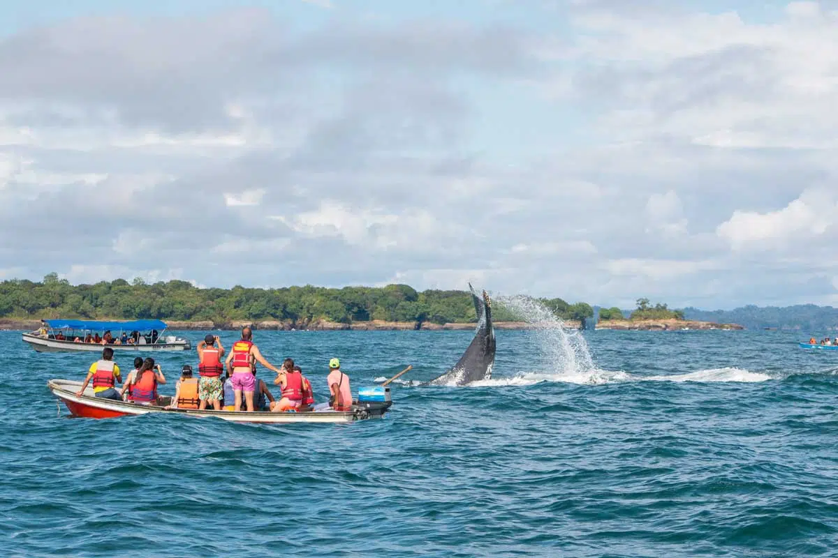 Avistar ballenas jorobadas en Bahía Solano, Colombia – Serena Bahía
